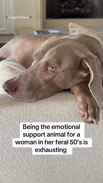 @Zoey the Weim