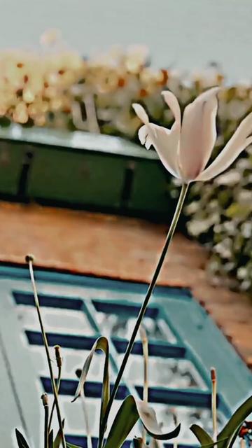 @295🕊️Lover
