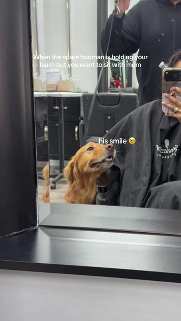 @Bentley the Spicy Golden🌶️