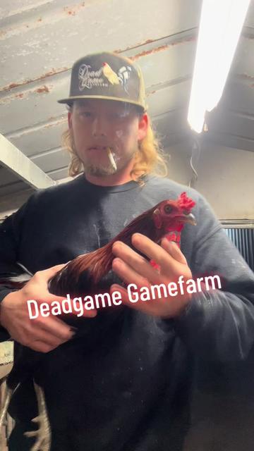 @DeadGame.Gamefarm