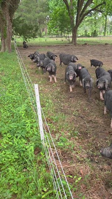@DelaterrePermacultureFarm