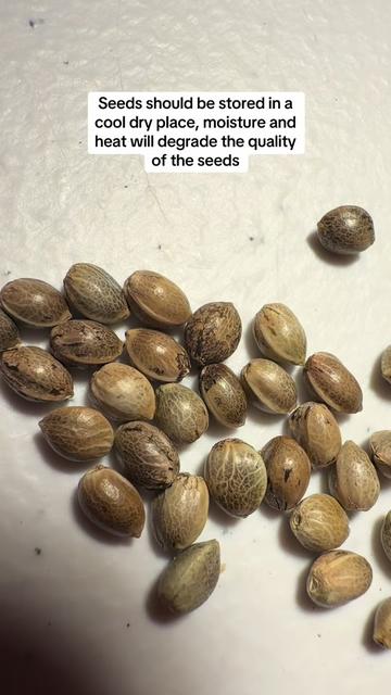 @SEEDTIVA