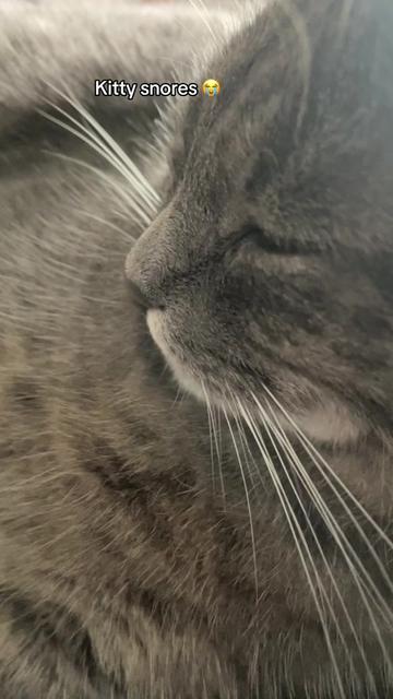 @Reznor_the_cat🪽