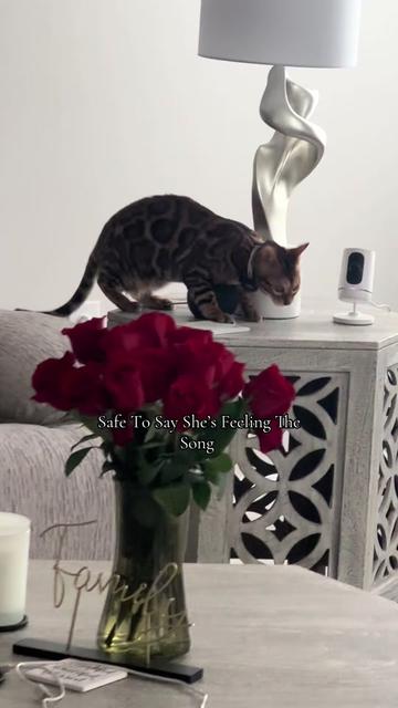 @cleochanelthebengal