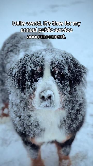 @Ivy the Berner