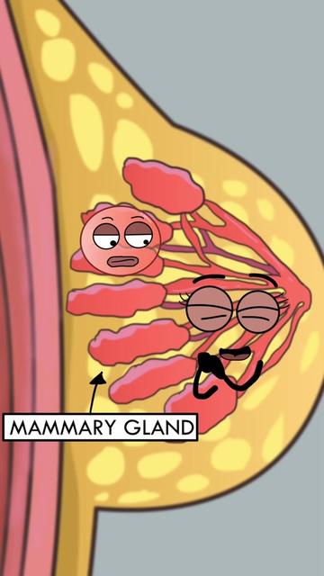 @Funny Animations
