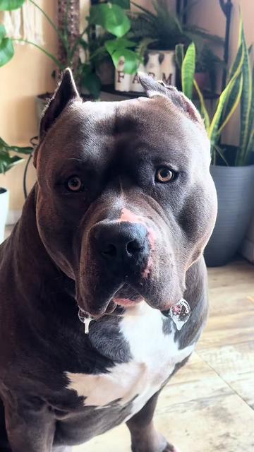 @🐾 Boundless Bullies 🐾