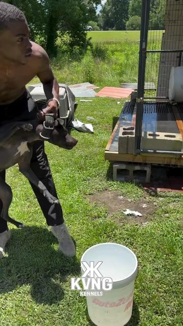 @KVNG KENNELS