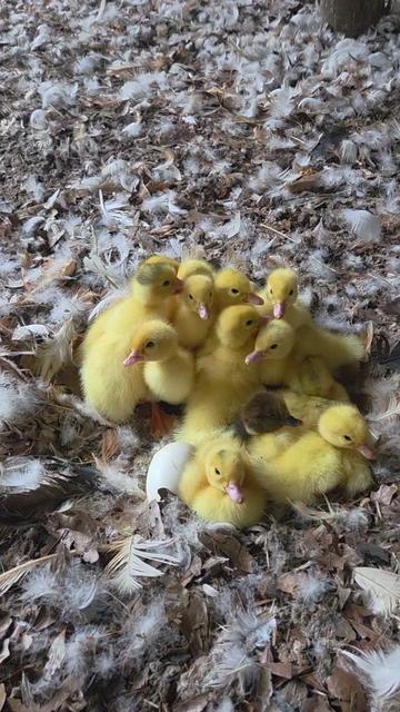 @DelaterrePermacultureFarm