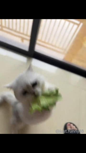 @Funny Animals😽🐶❤️