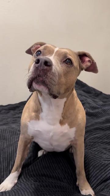 @Indie.pittie