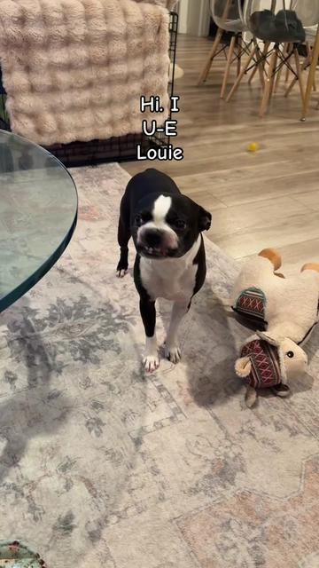 @LouieBostonT