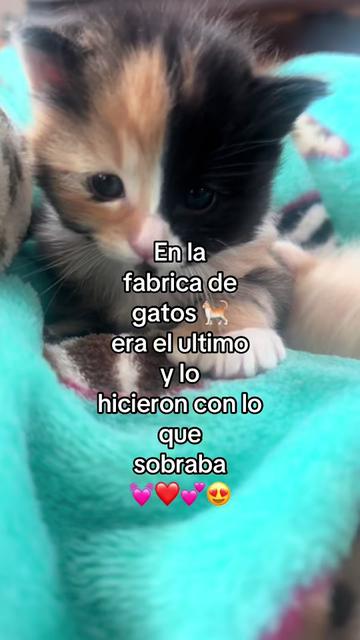 @🍓🪗✨pablocarbajal63⚜️👽🍓
