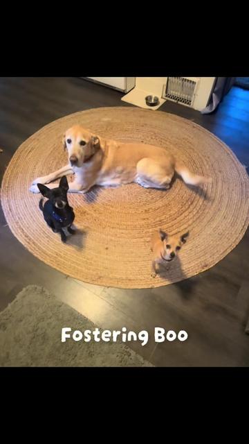 @LittleDog&Bogie