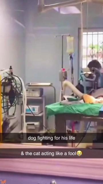 @Funny cat 520