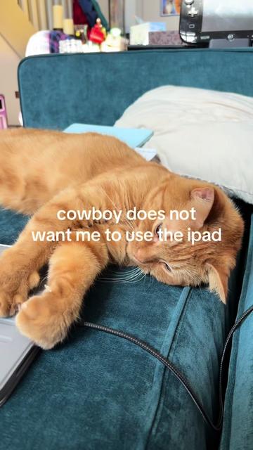 @cowboycatdad