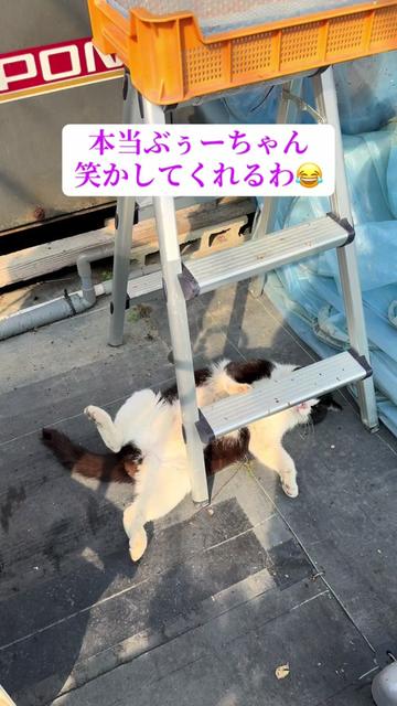 @JUNðð蟲家ã®ãªãã¿ã³