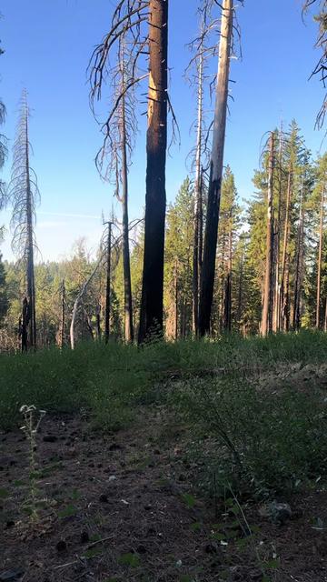 @🌲