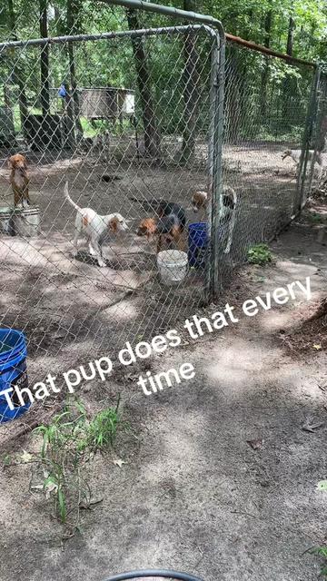 @3DeepKennels