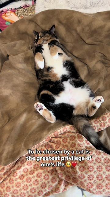 @SnickersTheSmilingCat