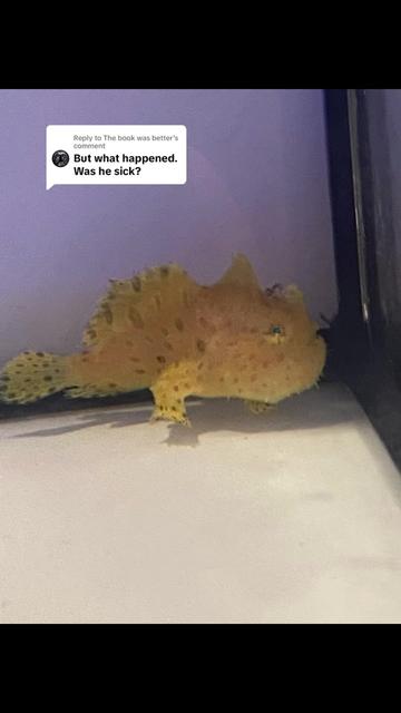 @Tadpole the Frogfish 🇨🇦