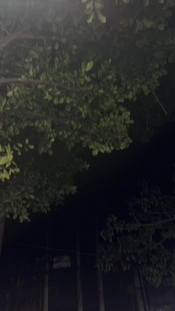 @snauporale