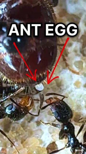 @Lights Camera Ants