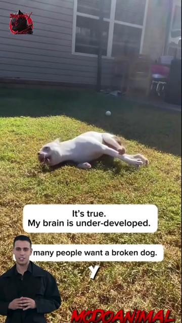 @Modoanimal