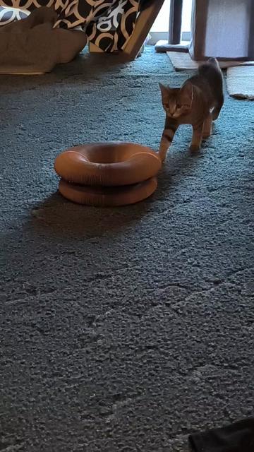 @Pickles the cat