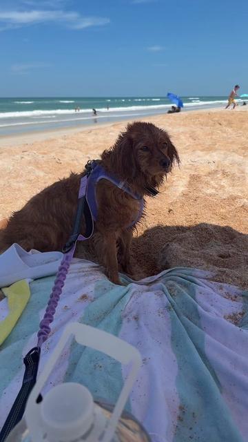 @Sage | Mini Golden Retriever