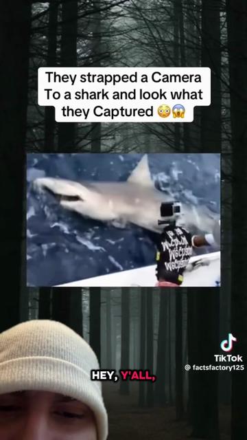 @mickystickey