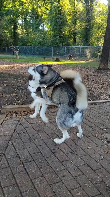 @the Hussey Husky