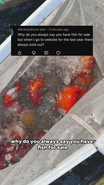 @The Goldfish Guy
