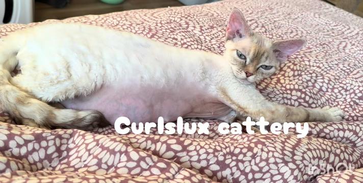 @Curlslux cattery!!🇺🇸