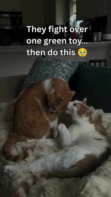 @One and a Half Orange Cats