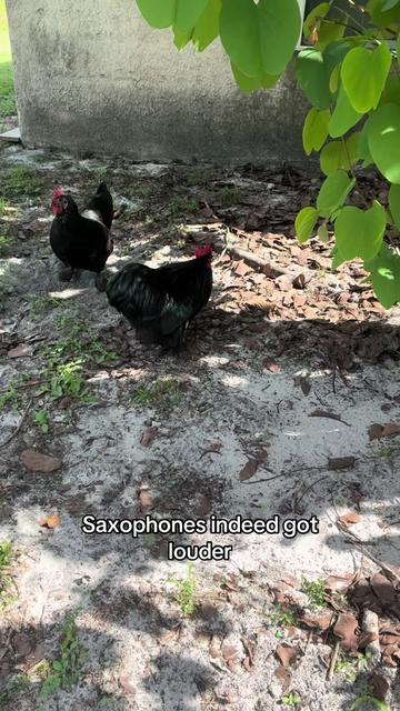 @The_chicken_man