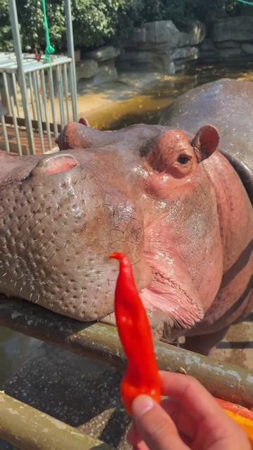 @Hippo