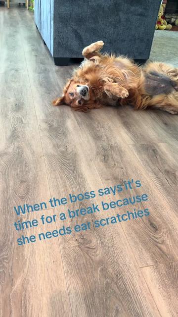 @2goldensandacat