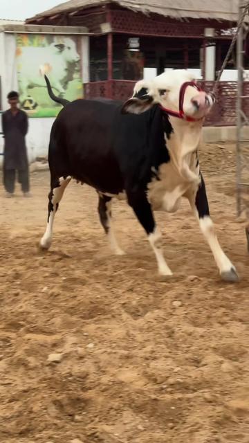 @Karachi Bull lovers