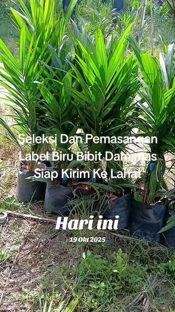 @BOS SAWIT