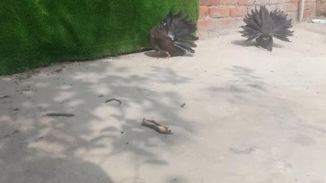 @royal birds