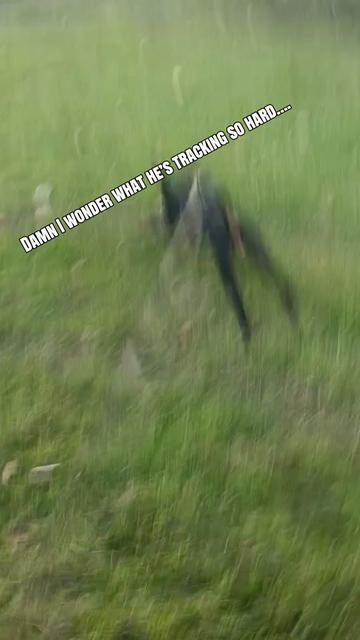 @jagdshit