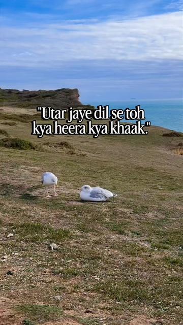 @Danish Qamar