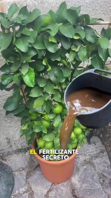 @Tu jardín en casa