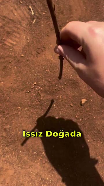 @Dahi Şort