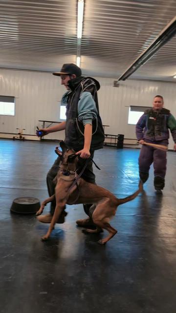 @Kavik.K9