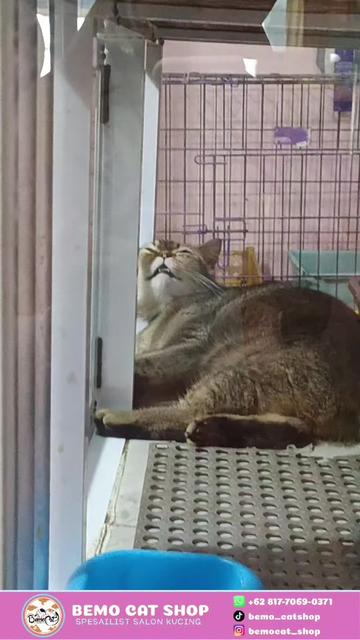 @Bemo Catshop