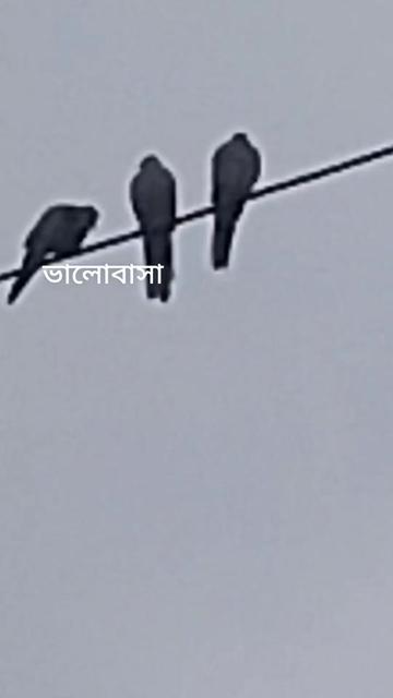 @VOICE Of RIFAT 10M