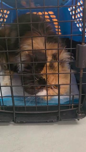 @South Texas Persian Rescue
