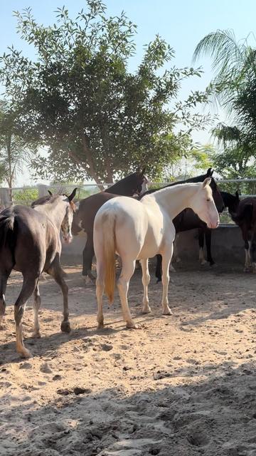 @SUNRISE STUD FARMS RAWALPINDI
